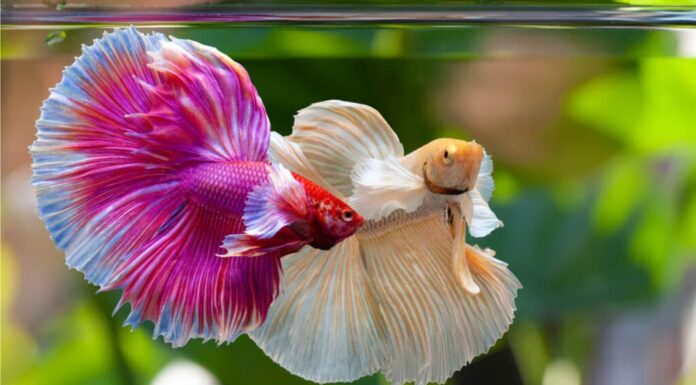 acquari per pesci betta domestici