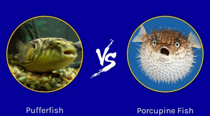 Pesce palla e pesce istrice: quali sono le differenze?
