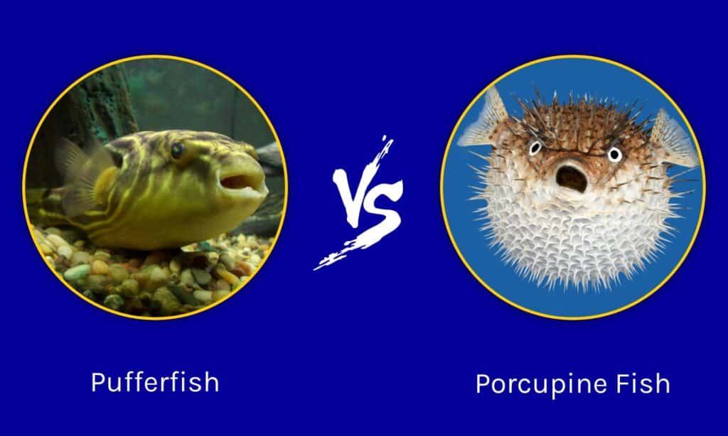 Pesce palla e pesce istrice: quali sono le differenze?
