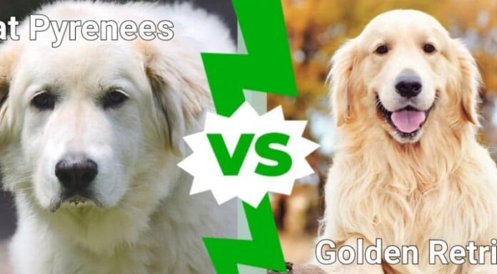 Pirenei o Golden Retriever: quale razza di cane grande e soffice è più adatta a te?
