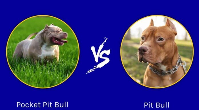 Pit Bull tascabile contro Pit Bull
