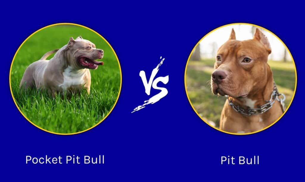 Pit Bull tascabile contro Pit Bull