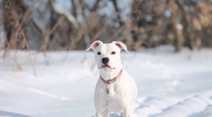 Terrier Americano Pit Bull