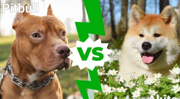 Pitbull contro Akita