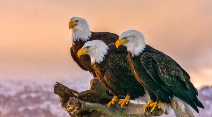 Posizione dell'aquila calva: dove vivono le aquile calve? - aquile calve appollaiate sull'acqua