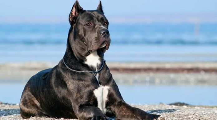 Cane Corso italiano sdraiato sulla spiaggia.