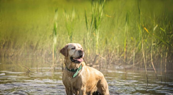 Labrador Retriever, Animale, Parte del corpo dell'animale, Pelo dell'animale, Testa dell'animale
