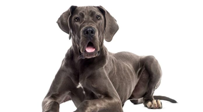 Cucciolo di Alano grigio sdraiato su sfondo bianco