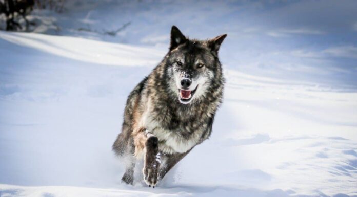 mastino tibetano contro lupo