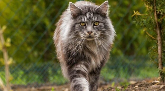 Il più grande gatto Maine Coon