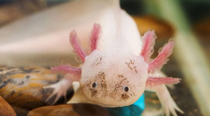 axolotl