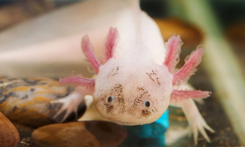 axolotl