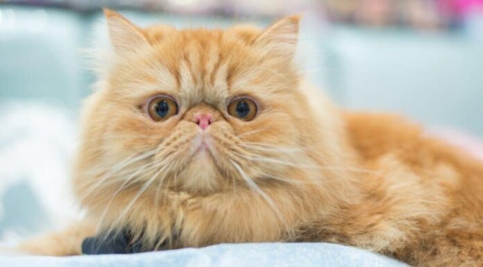 gattino persiano giallo sdraiato