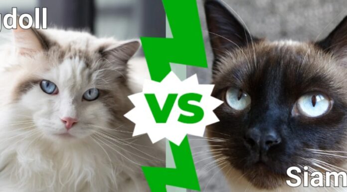 Ragdoll vs Siamese: quali sono le differenze?
