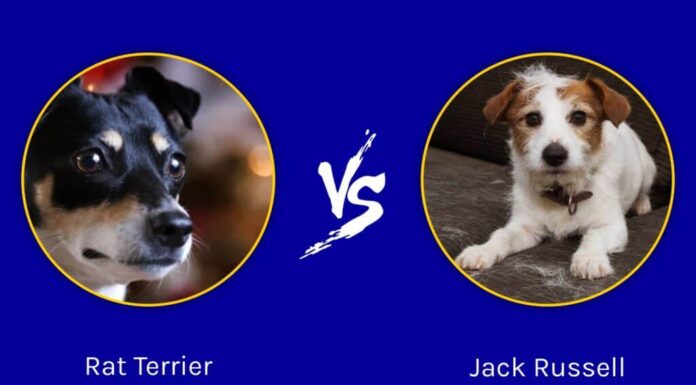 Rat Terrier contro Jack Russell: sono diversi?

