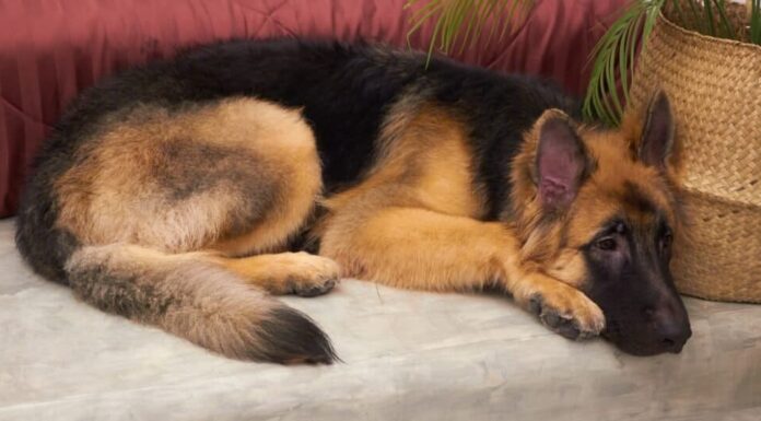 Cucciolo di pastore tedesco che dorme sul pavimento freddo vicino al letto.