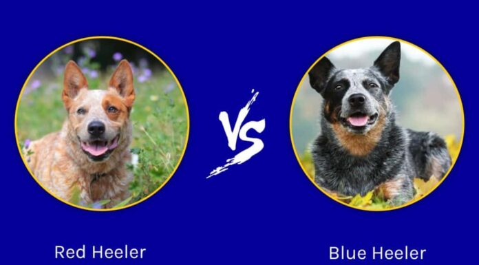 Red Heeler vs Blue Heeler: qual è la differenza?
