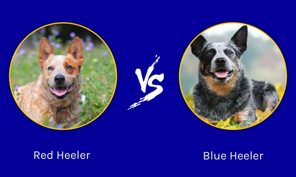 Red Heeler vs Blue Heeler: qual è la differenza?