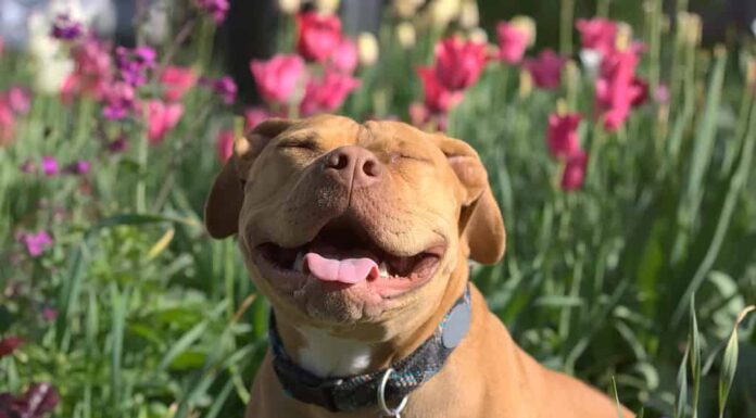 Un pitbull dal naso rosso sorridente