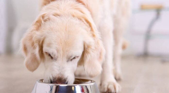 Cane che mangia da una ciotola