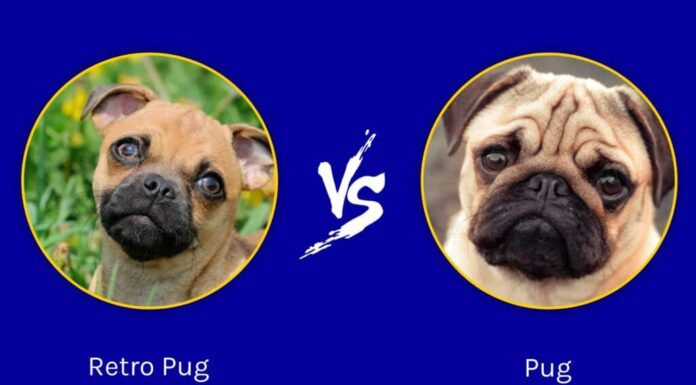 carlino retrò contro carlino