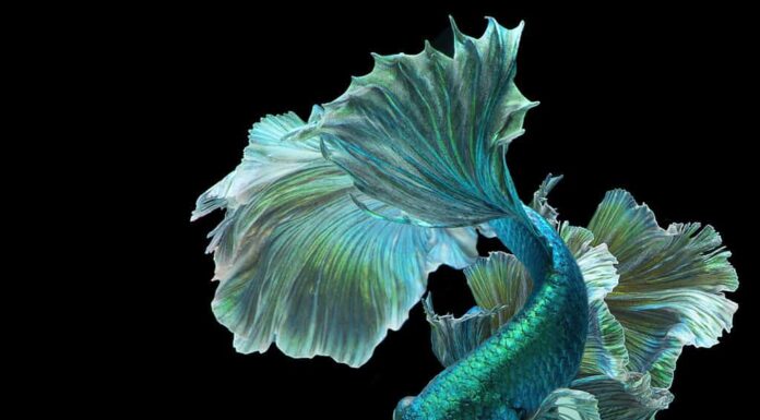 Pesce betta verde scuro, Fancy Halfmoon Betta, Il momento commovente e bello del pesce combattente siamese in Thailandia. Betta splendens Pla-kad (pesce che morde), Ritmico del pesce Betta isolato su sfondo nero