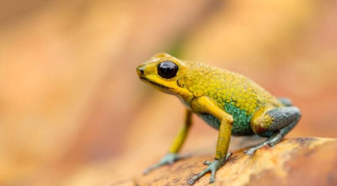 Rana velenosa granulare