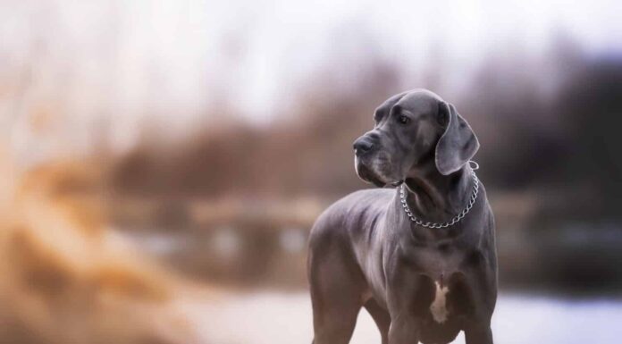 Stupendo e carino alano blu 