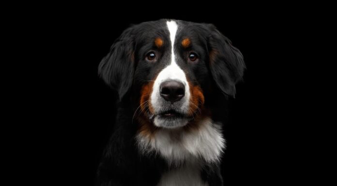 Ritratto ravvicinato di un cane da montagna bernese curioso che guarda nella telecamera su uno sfondo nero isolato