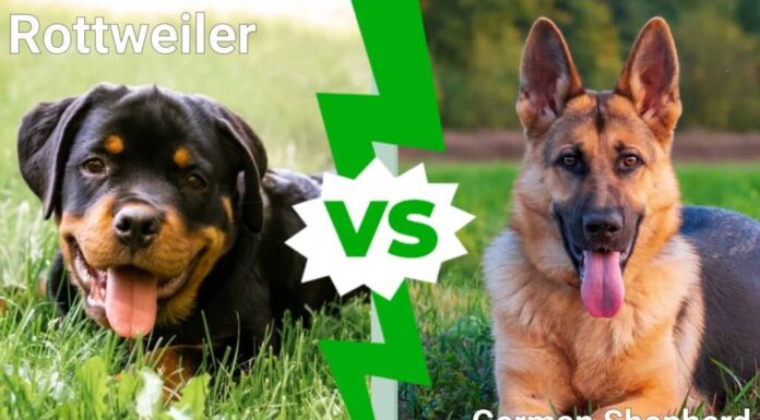 rottweiler contro pastore tedesco