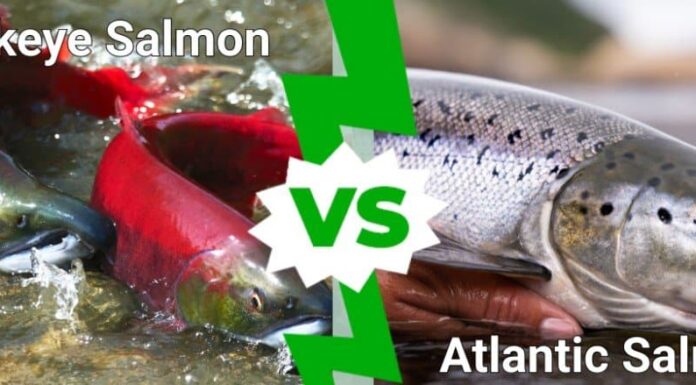 Salmone rosso contro salmone atlantico