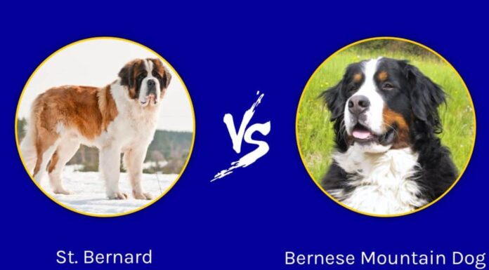 San Bernardo e Bovaro Bernese: quali sono le 8 differenze principali?
