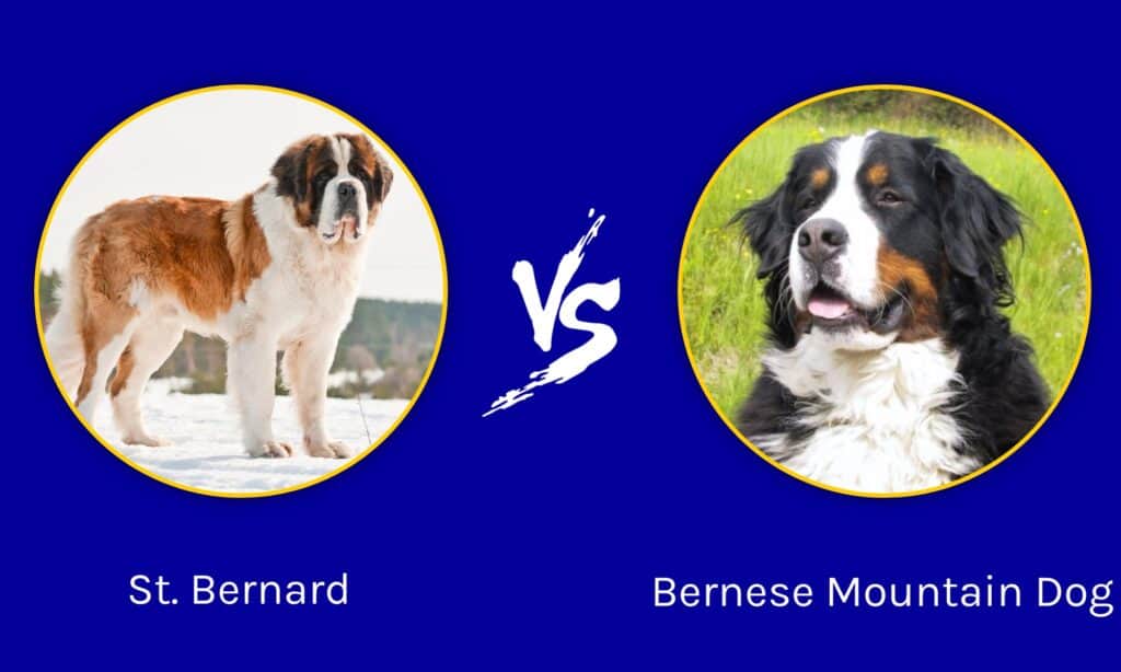 San Bernardo e Bovaro Bernese: quali sono le 8 differenze principali?