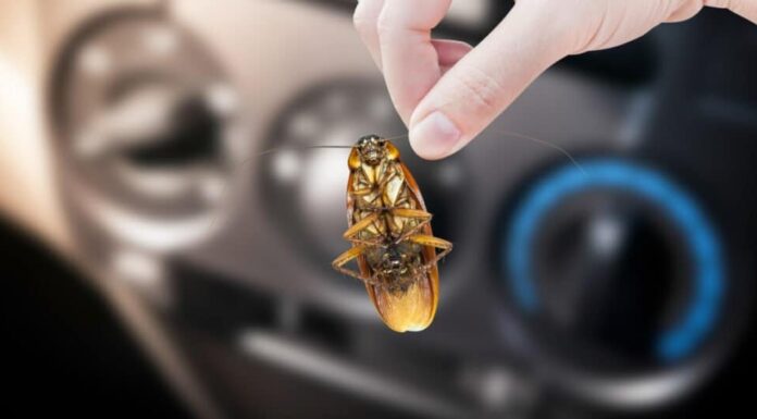 Blatte in auto - Blatte davanti agli strumenti