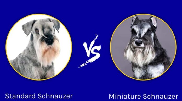 Schnauzer standard vs Schnauzer nano: quali sono le differenze?
