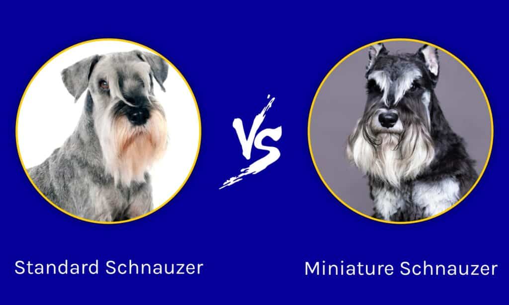 Schnauzer standard vs Schnauzer nano: quali sono le differenze?