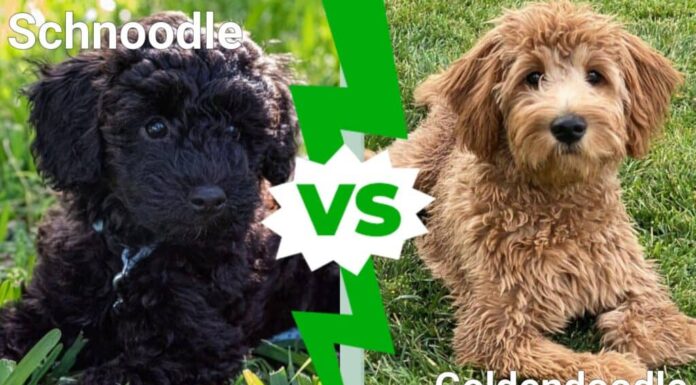 Schnoodle contro Goldendoodle