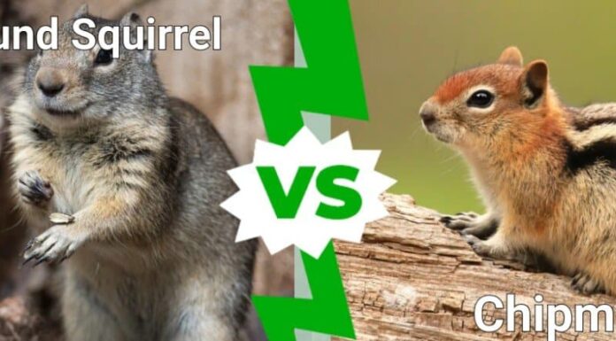 scoiattolo di terra contro tamia