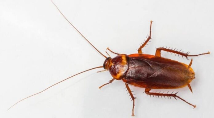 blatta americana isolata