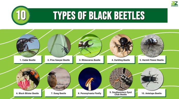 Infografica che illustra 10 tipi di coleotteri neri