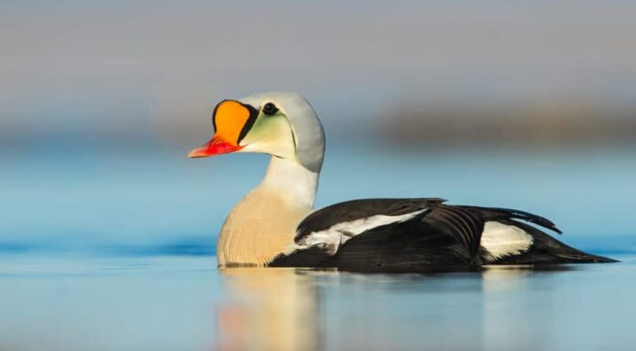 Un'anatra reale che nuota