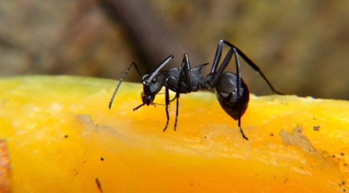 formica carpentiere contro formica nera