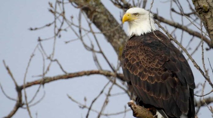 Aquila calva a Binghamton, New York