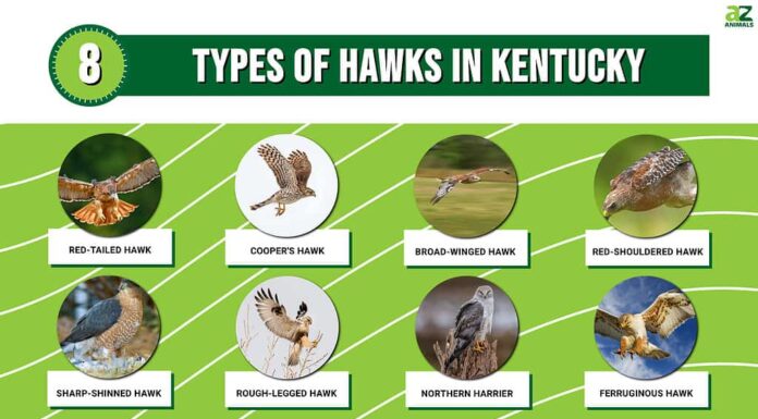 Scopri gli 8 tipi di falchi nel Kentucky
