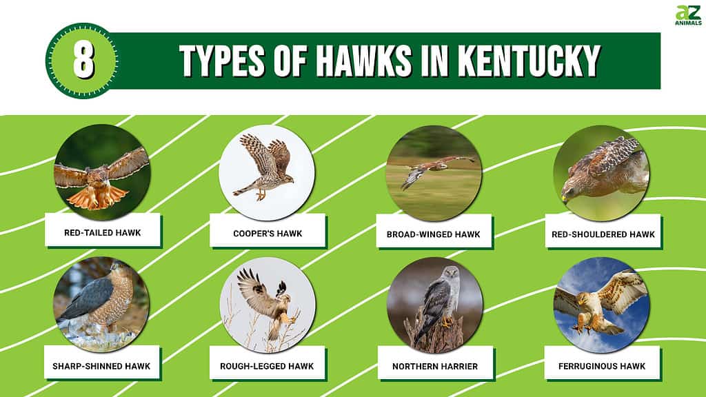 Scopri gli 8 tipi di falchi nel Kentucky