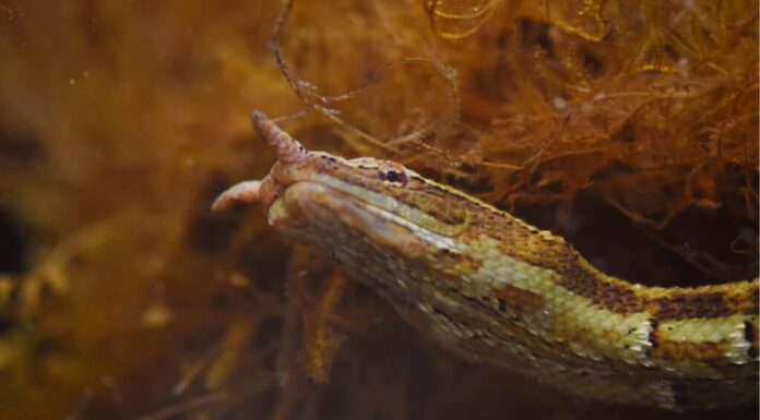 I serpenti più strani - Serpente tentacolare