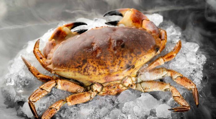 Granchio di pietra fresco crudo della Florida su un mucchio di ghiaccio su un piatto di pietra nera con nebbia di vapore freddo e gelido. Cibo fresco di mare al concetto di mercato.