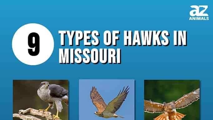 Grafico fotografico di 9 tipi di falchi nel Missouri
