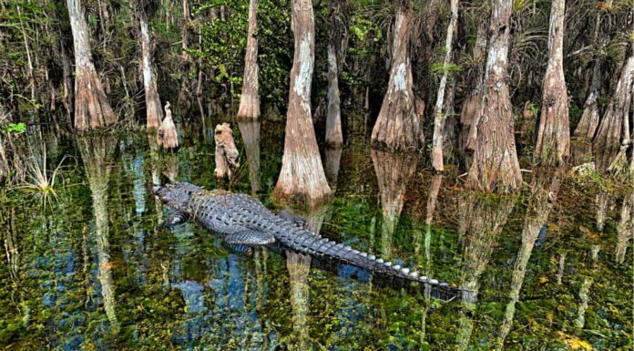 Alligatore vicino ai cipressi