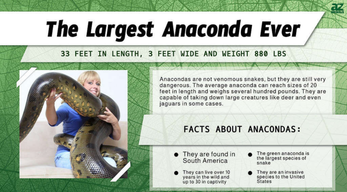 Scopri l'anaconda più grande di sempre (un mostro di 33 piedi?)
